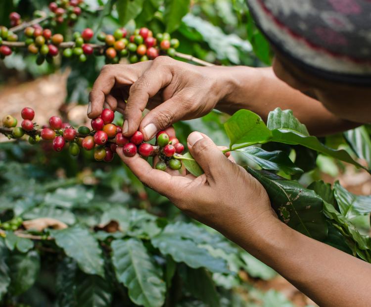 Ecotierra coffee